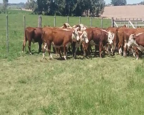 Lote (Vendido)38 Novillos HE 300kg -  en MENDAÑA