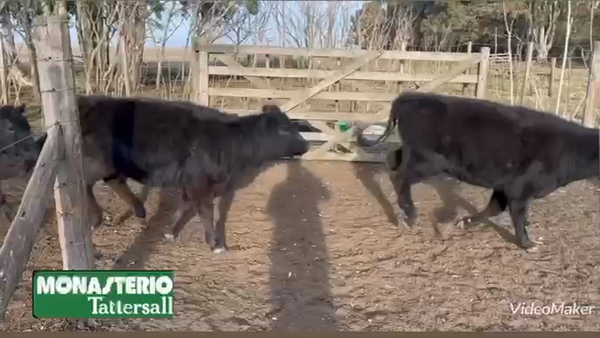 Lote 60 Terneras en De la Garma