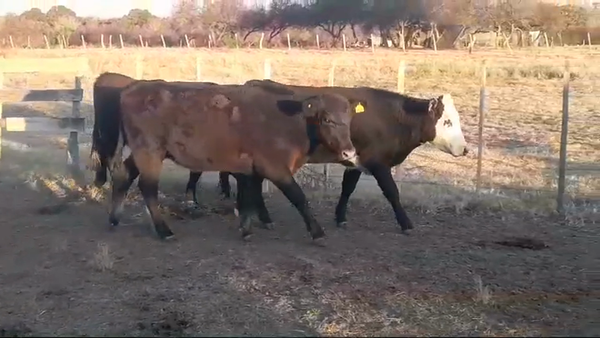 Lote (Vendido)3 Vaquillonas 1 a 2 años CRUZAS 330kg -  en POLANCOS