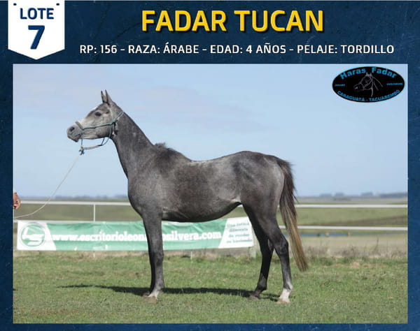 Lote FADAR TUCAN