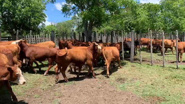Lote 17 Vaquillonas más de 2 años en Melo, Cerro Largo
