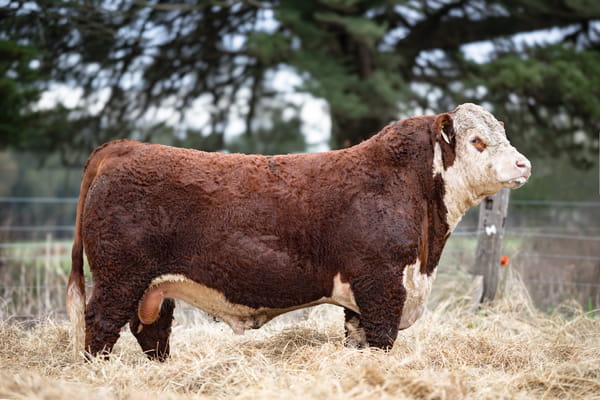 Lote ORDEN 11 TOROS PP