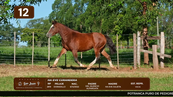 Lote LOTE 12