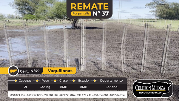 Lote 21 Vaquillonas  en Cuchilla del Perdido, Soriano