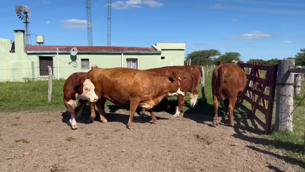 Lote 5 Vacas faena