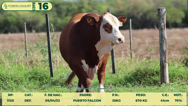 Lote LOTE 16