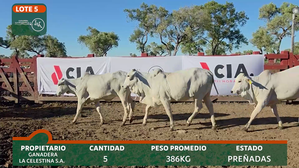 Lote LA CELESTINA