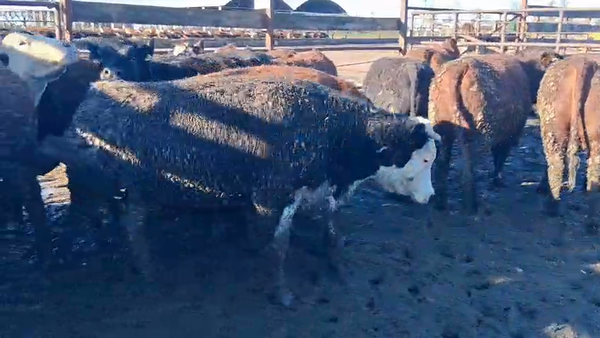 Lote 20 Vaquilla Gorda en Los Ángeles, VIII Región Biobío