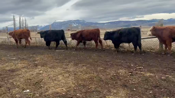 Lote 120 Ternero en Coyhaique, XI Región Aysén