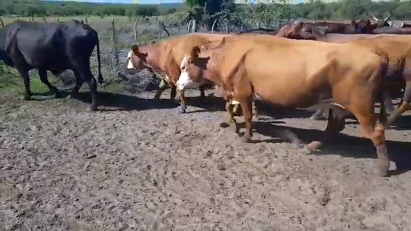 Lote 26 Vacas de invernar en San Salvador, Entre Ríos