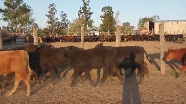 Lote 80 Terneros en Puero Tirol, Chaco