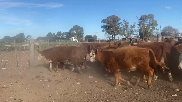 Lote 65 Terneros en Coronel Suarez, Buenos Aires