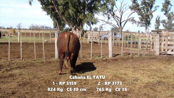 Lote TOROS BRAFORD CABAÑA EL TATU