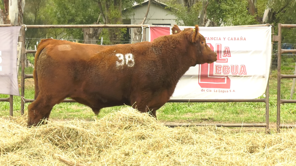 Lote TOROS ANGUS COLORADOS  PC