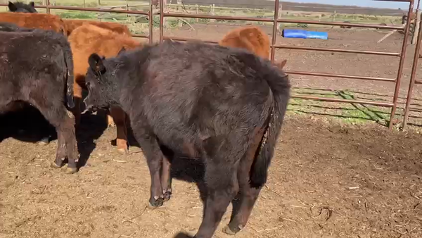 Lote 25 Terneras en Lobos, Buenos Aires