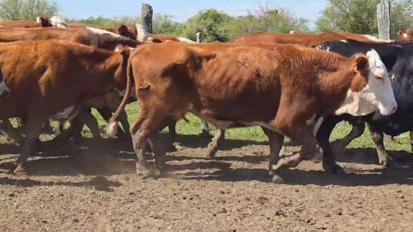 Lote 100 Vacas p/ invernar en Corrientes, Nueve de Julio