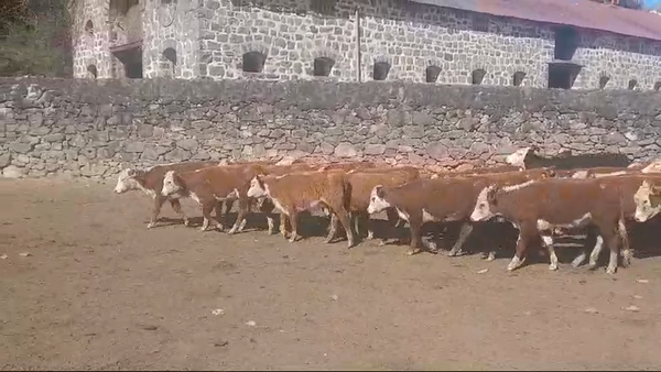Lote (Vendido)38 Terneras HEREFORD 180kg -  en LA HORQUETA