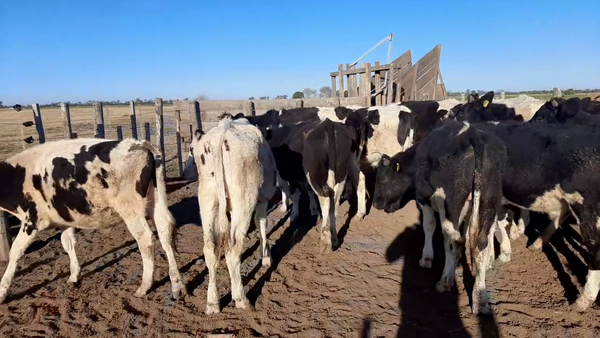 Lote 15 Terneros en Sunchales, Santa Fe