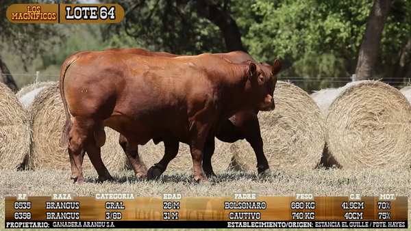 Lote LOTE 64 - VIVO