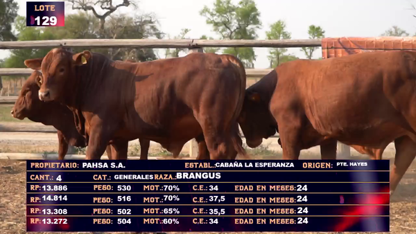 Lote PAHSA - LOTE 129