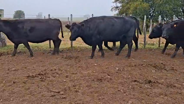 Lote VACAS PREÑADAS