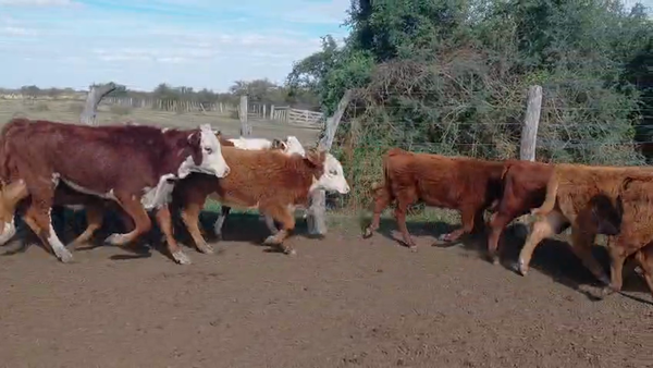 Lote 147 Terneros/as