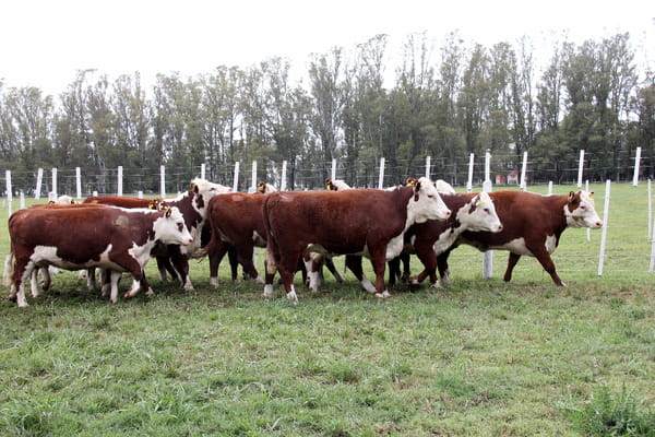 Lote VAQUILLONAS PREÑADAS PR POLLED HEREFORD -PARICION OTOÑO 2022-