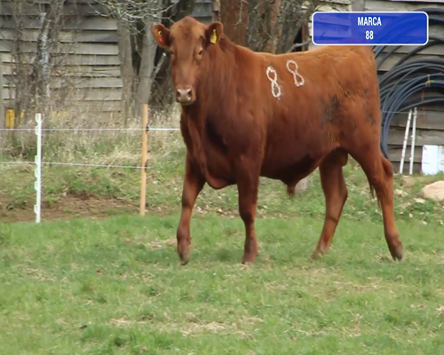 Lote 1 Toro en Coyhaique, XI Región Aysén