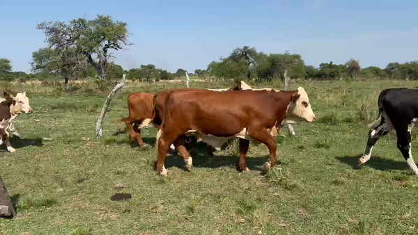 Lote 50 Terneros/as en Corrientes, Mercedes