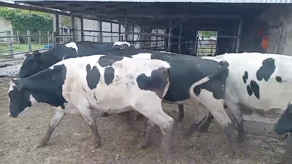 Lote 18 Vaquillonas Holando Argentino preñadas en Vila, Santa Fe