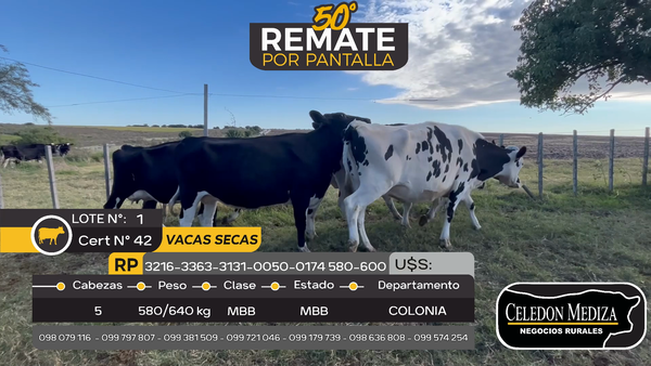 Lote 5 Vaca en Estanzuela, Colonia