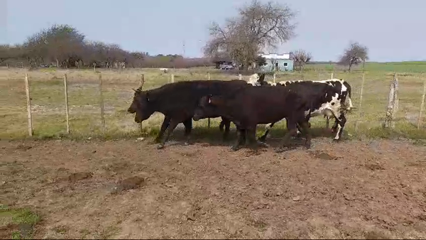 Lote (Vendido)4 Vacas de Invernada 410kg -  en POLANCOS