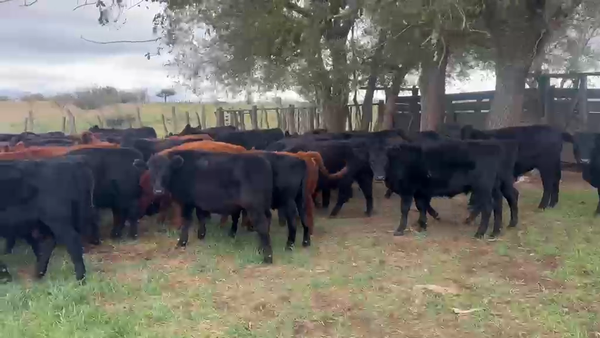 Lote 75 Terneros en La Pampa, Doblas