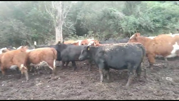 Lote 40 Vaquilla Gorda en Puerto Octay, X Región Los Lagos