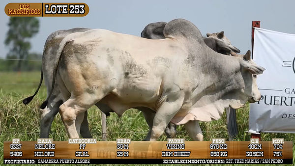 Lote LOTE 253 - VIVO