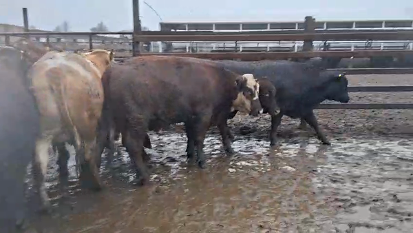 Lote 21 Novillo Gordo en Alto Biobío, VIII Región Biobío