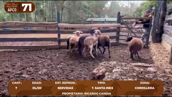 Lote LOTE 71 -POR PANTALLA