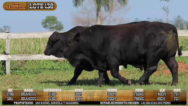 Lote LOTE 138
