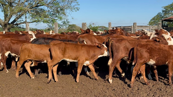 Lote 80 Terneros en Corrientes, San Roque