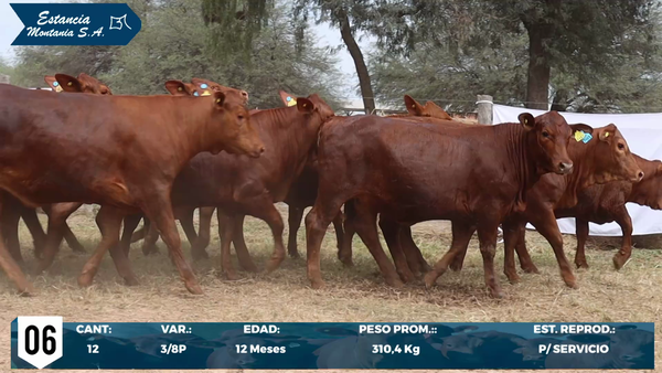 Lote LOTE 6