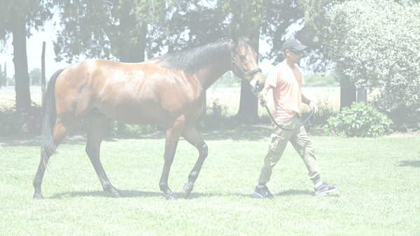 Lote ENTMASCARADO (FULL MAST -  ENTIDAD)