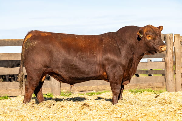 Lote Toro PC