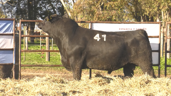 Lote TOROS ANGUS NEGROS  PC