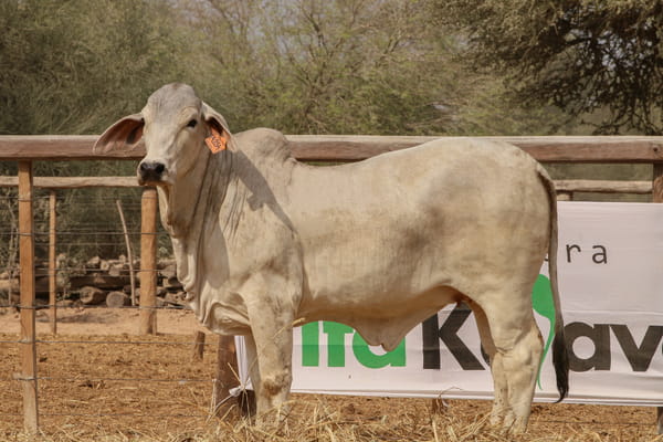 Lote LOTE 48