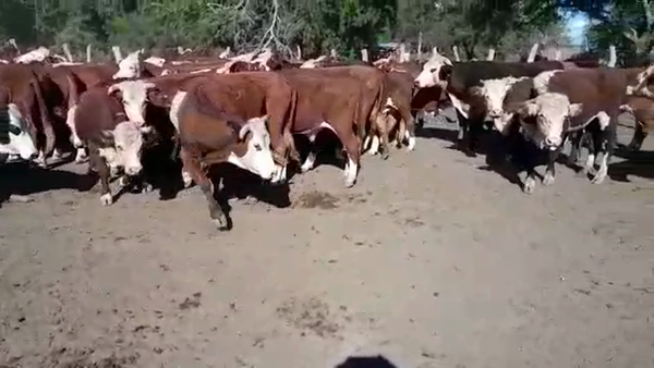 Lote 54 Novillos en Sauce de Luna, Entre Ríos