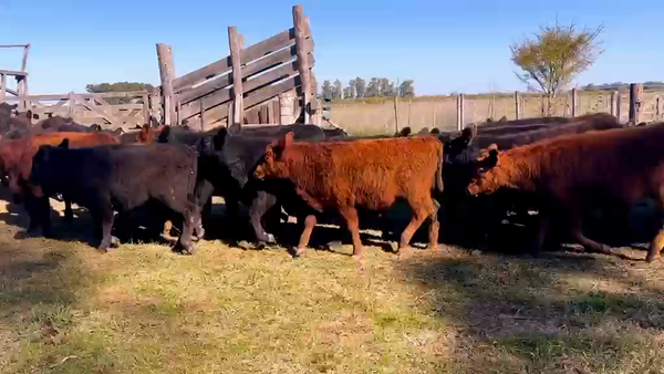 Lote 70 Terneros