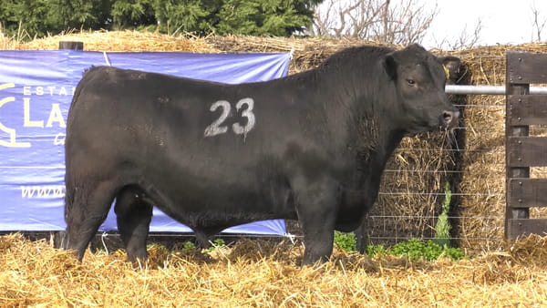 23 -  40216N — TOROS ANGUS PURO CONTROLADO