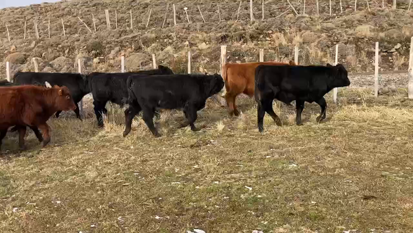 Lote 81 Ternero en Coyhaique, XI Región Aysén