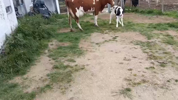 Lote 2 Piezas de cría 500kg - , San José