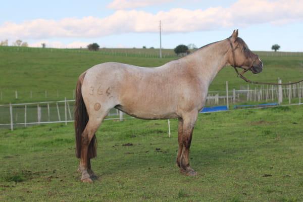 Lote ESPUELA DE FRAILE MUERTO